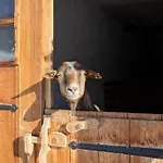 Lohningbauer * Maria Alm am Steinernen Meer